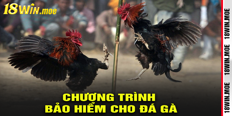 Chương trình bảo hiểm cho đá gà